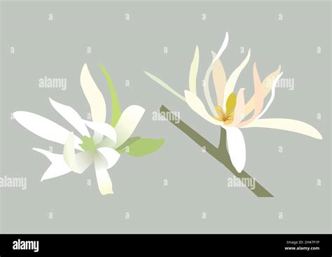 Beautiful Flower, Illustration of White Michelia Alba Flower or Michelia Champaca/ Champaka ...