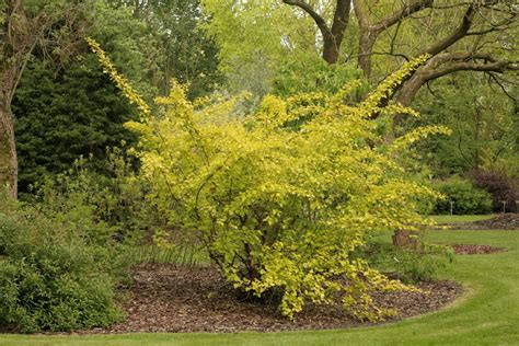 Physocarpus opulifolius 'Luteus' – Ballyrobert Gardens