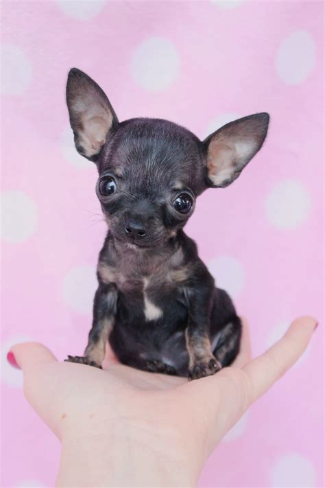 27 Free Chihuahua Puppies For Sale Gallery – See more ideas about pets ...