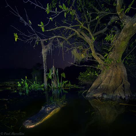 Dark is the Night | Big Cypress National Preserve, Florida | Florida Landscape Photography by ...