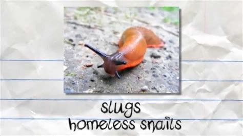 Now You Know - Facts about Slugs! - YouTube