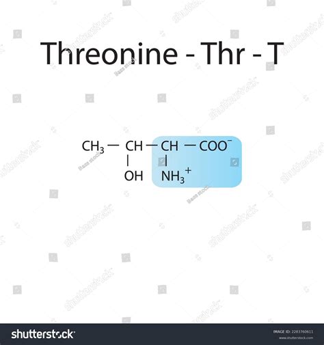 Threonine Thr T Amino Acid Structure Stock Vector (Royalty Free ...