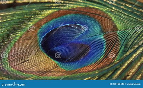 Peacock Feather Closeup. Peacock Feather Background. Stock Photo - Image of nature, pattern ...