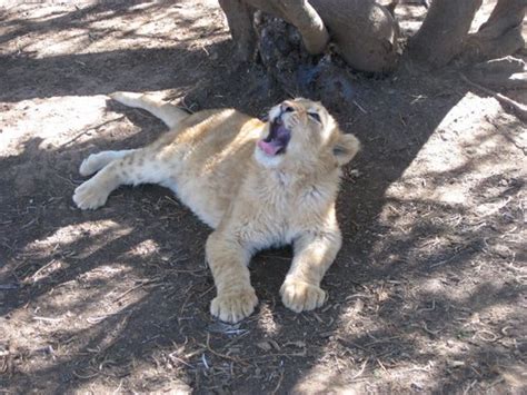 baby lion roar | Brian Peltason | Flickr