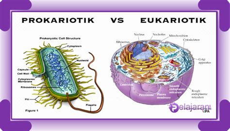 Perbedaan Sel Prokariotik dan Sel Eukariotik pada Makhluk Hidup dengan Penjelasan Terlengkap