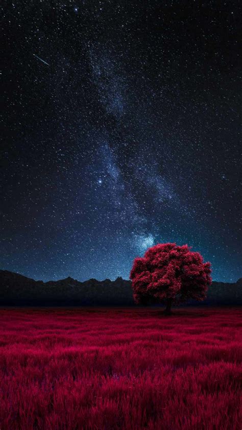 Download Red Tree Starry Night Wallpaper | Wallpapers.com