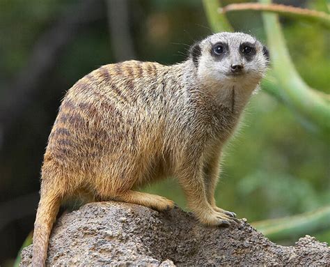 Meerkat | San Diego Zoo