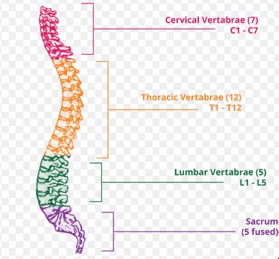 Spinal Cord Injury Causes , Symptoms ,Diagnosis and Treatment: Rehabilitation For C5 Spinal Cord ...