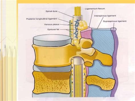 Anatomy of epidural space