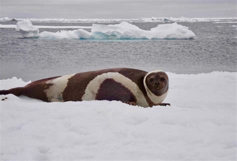 Ribbon Seal [IMAGE] | EurekAlert! Science News Releases