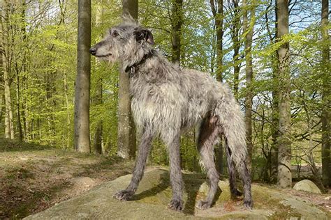 World's Largest Dog Breeds: 16 Giant Dogs (2023)