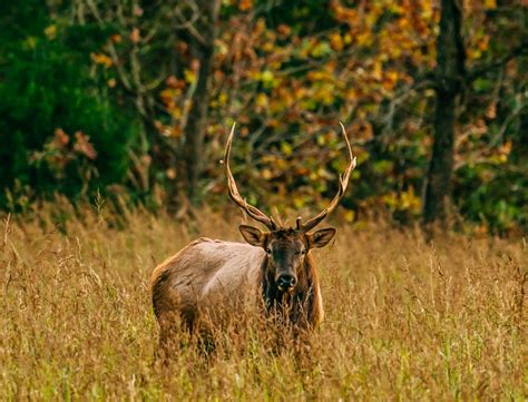 Elk & Wildlife | Buffalo Outdoor Center