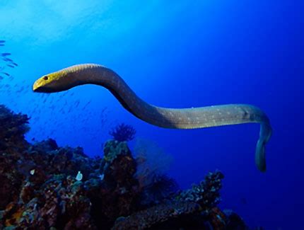 Olive Sea Snake Facts and Pictures | Reptile Fact