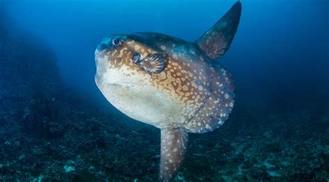 New elusive sunfish species discovered by scientists | The Indian Express