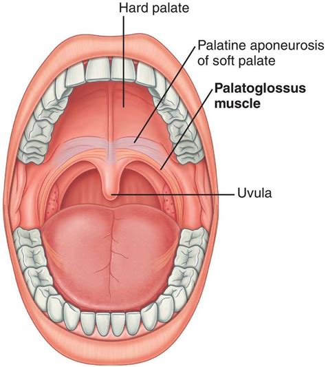 palatoglossus에 대한 이미지 검색결과 | Orthodontics, Dental anatomy, Medical ...