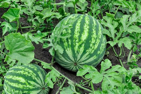 How to Grow and Care for Watermelon