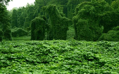 Kudzu Plant Facts