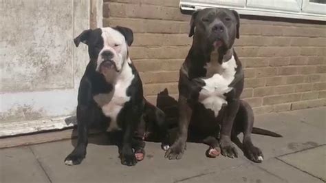 Black American Bulldog Puppies Picture - Dog Breeders Guide