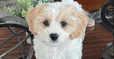 Cavachon Puppies for Sale | Exclusive Designer Puppies