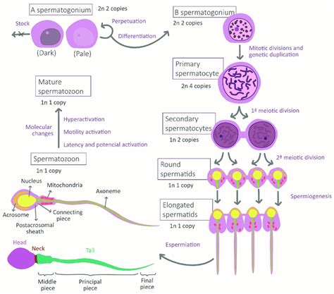 Stages of spermatogenesis and morphological changes associated with... | Download Scientific Diagram