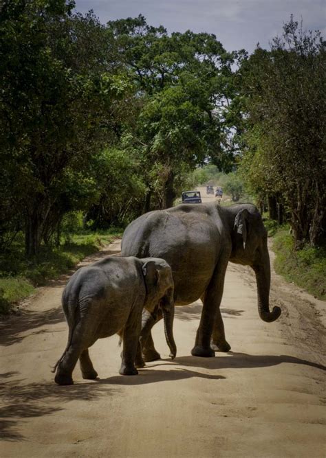 Adventure Date in Yala - LetsgoCeylon