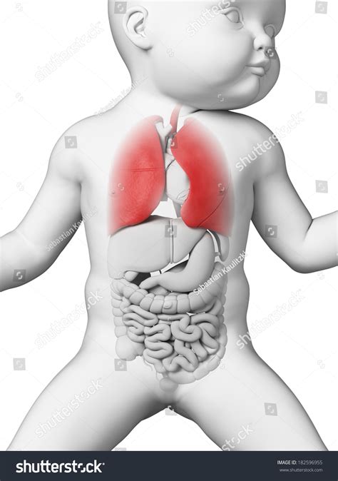 Medical Illustration Showing Lung Baby Stock Illustration 182596955 ...