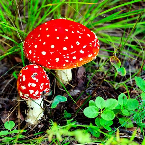 Are Lawn Mushrooms Edible? - ProGardenTips