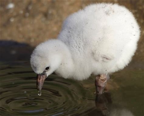 Thai Panda: A baby Chilean flamingo walks near its father