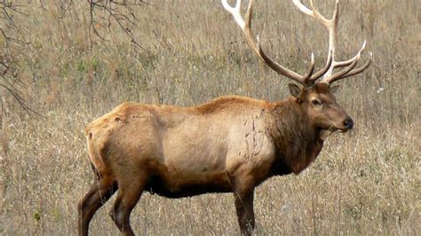 TN Wildlife Commission approves more elk hunting permits | WTVC