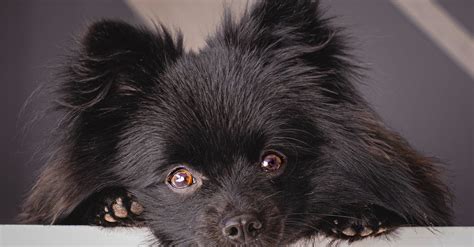 Black Pomeranian Puppy · Free Stock Photo