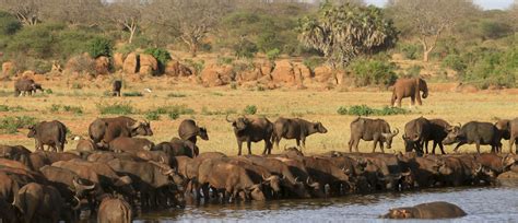 What does Africa’s growth mean for its wildlife? | World Economic Forum