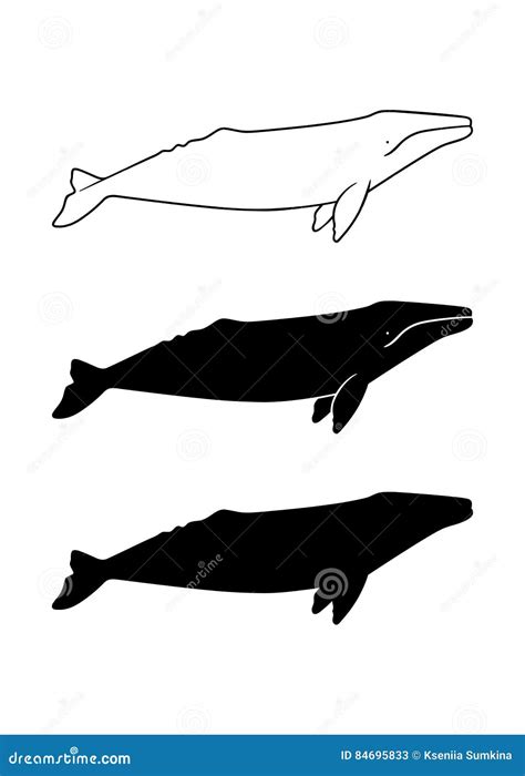 Silhouette Of Gray Whale. Vector Illustration On White Background ...