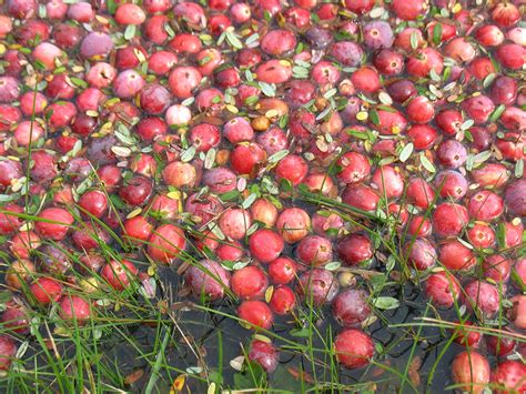 Cranberry Harvest – Snow Peak