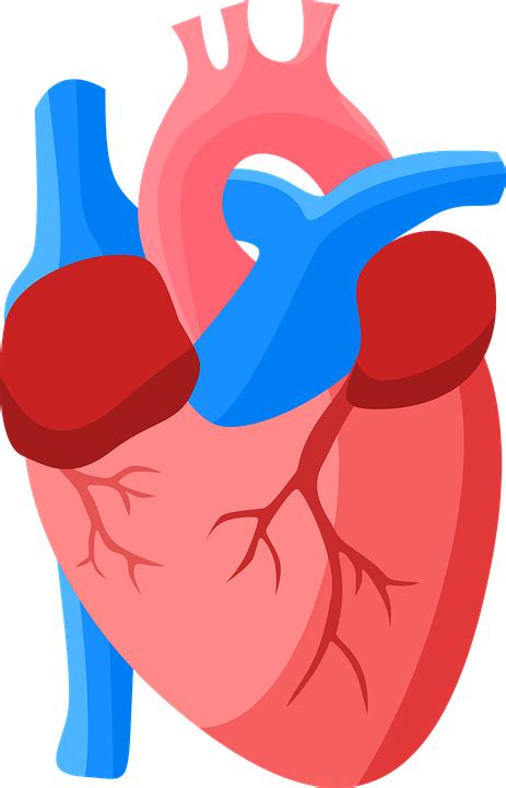 Srdce Anatomie Člověk - Vektorová grafika zdarma na Pixabay