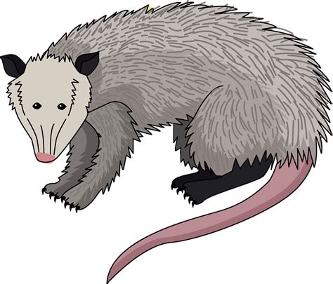 Possum Clipart - Cartoon - Png Download - Full Size Clipart (#5363303) - PinClipart