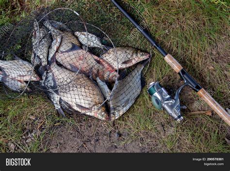 Freshwater Bream Fish Image & Photo (Free Trial) | Bigstock