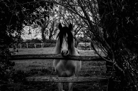 Black And White Horse - Free photo on Pixabay - Pixabay