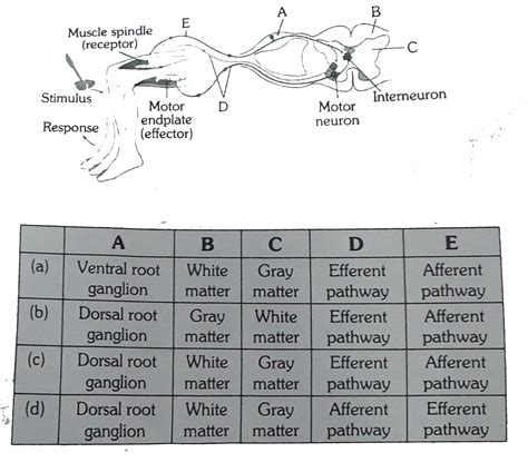 The given diagram represent reflex action shows knee jerk reflex In which of the following ...