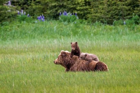 enxun wei chromecast photo - Google Search | Cubs pictures, Grizzly ...