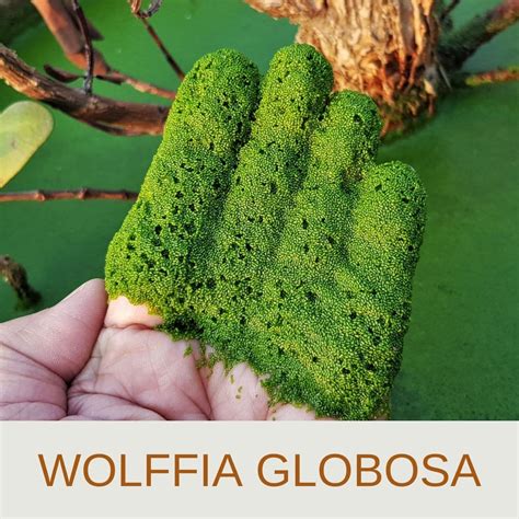 Discover the World's Smallest Flowering Plant: Wolffia Globosa ...