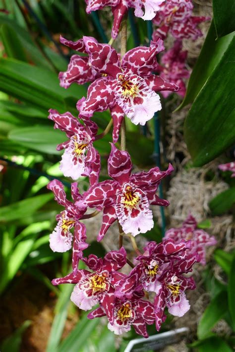 Pin on Orchids & Exotics