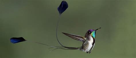 Marvelous Spatuletail | American Bird Conservancy | Bird, Marvelous ...