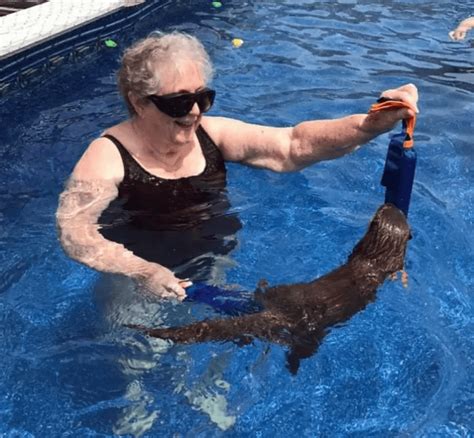 Adults are allowed to swim with baby otters at an animal preserve.