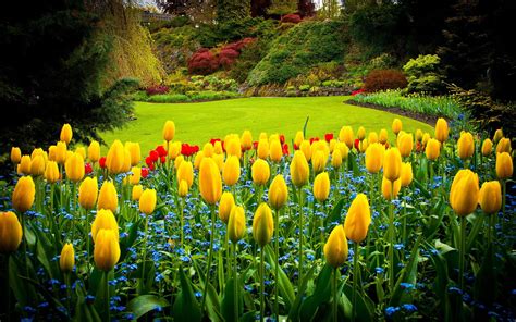 Yellow Tulip HD Wallpapers - Wallpaper Cave