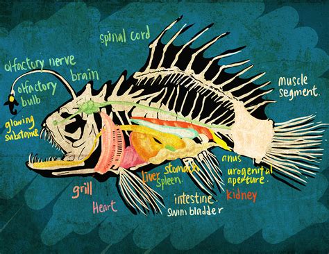 Angler Fish Diagram