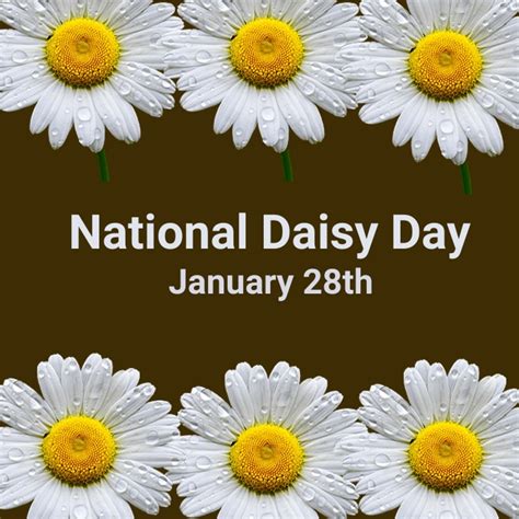 national daisy day Template | PosterMyWall