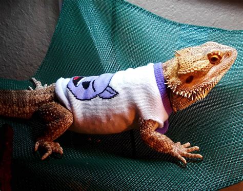 Bearded Dragon Sweaters | Etsy