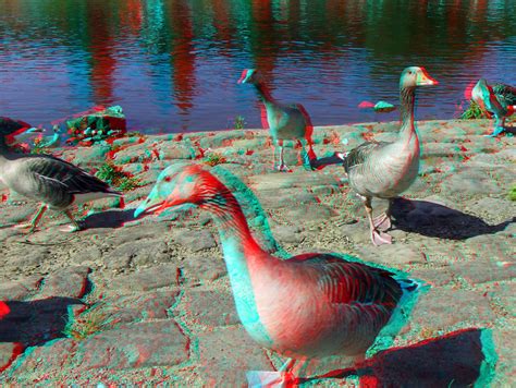 3D red/cyan Anaglyph - Pirna, Gänse an der Elbe - a photo on Flickriver