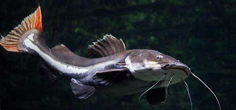 Monster Catfish Species | Tropical Fish Hobbyist Magazine