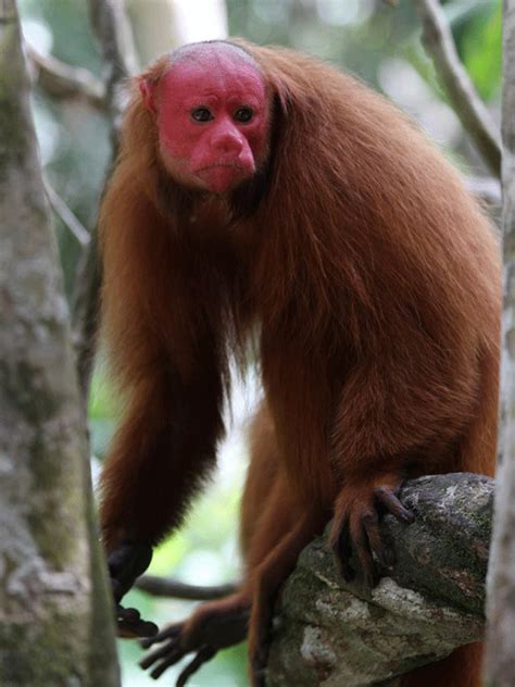 Bald Uakari | The Animal Facts | Appearance, Diet, Habiat, Behavior